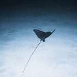 The Tip of the Iceberg Pexels Photo 5277697 150x150