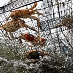 Microplastics: It All Comes Out in the Wash Crab Pots Home2 150x150