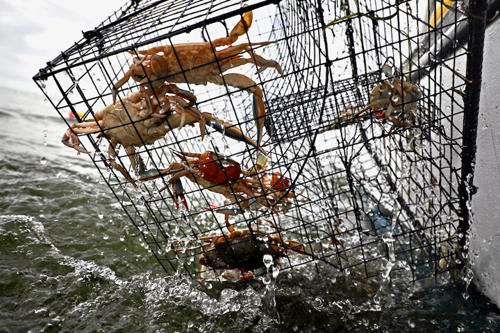 Crab Pots Home2
