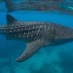 Let's Count Humpbacks! Copy Of Teacher Opportunity Tiles 24 X 18 In 2 150x150