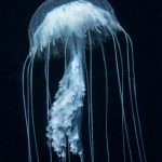 Cold One Day, Warm Another OceanImageBank RichardBarnden 08 2 150x150
