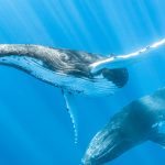Let's Count Humpbacks! Screenshot 2026 04 26 174354 150x150