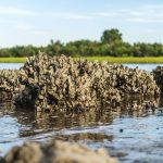 Oyster Insights: From Reef to Map 2000x1333 OysterReef AdobeStock 150x150