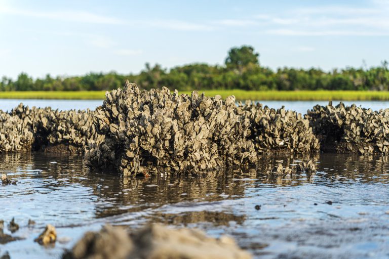 2000x1333 OysterReef AdobeStock 768x512