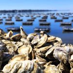 How The State Of Florida Is Changing The Oyster Scene FT BLOG0525 Grayson Bay Oyster 05 C808d992cf5b41a28cfc72a2bb444e03 150x150
