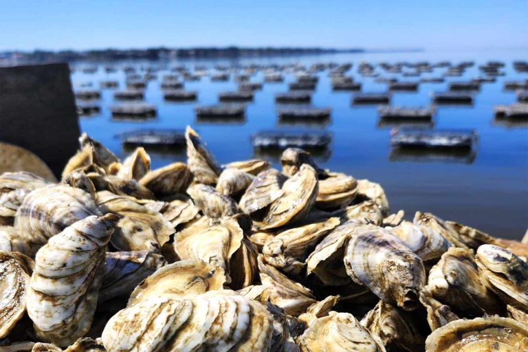 How The State Of Florida Is Changing The Oyster Scene FT BLOG0525 Grayson Bay Oyster 05 C808d992cf5b41a28cfc72a2bb444e03 768x512