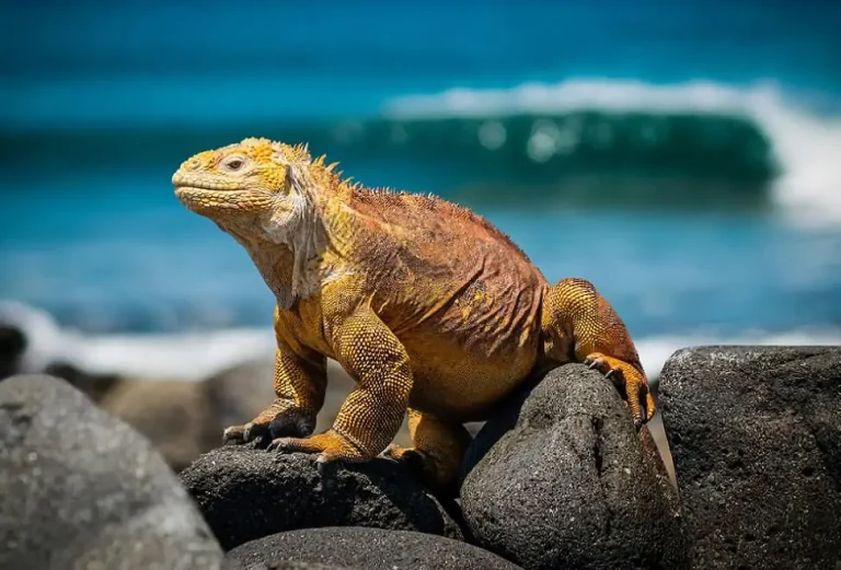 Podroz Na Galapagos.jpg 768x521