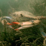 Oyster Insights: From Reef to Map Crab Qa Social 150x150