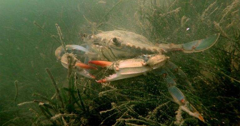 Crab Qa Social 768x403