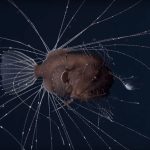 Ultra Black Anglerfish 770x514 1 150x150