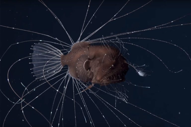 Ultra Black Anglerfish 770x514 1 768x513