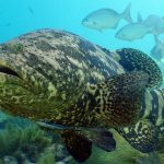 20190807 Goliath Grouper With Remora 1000 150x150