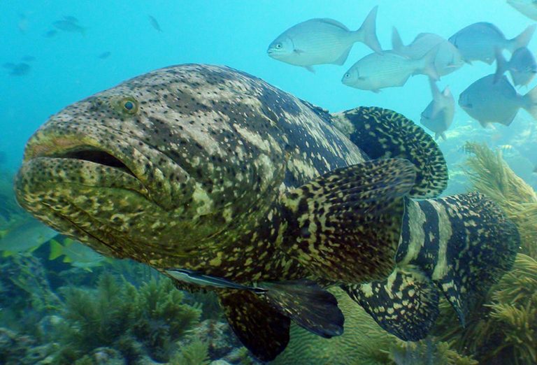 20190807 Goliath Grouper With Remora 1000 768x522
