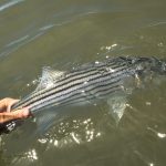 Ghostbusting the Chesapeake Bass Copy Scaled 1 150x150