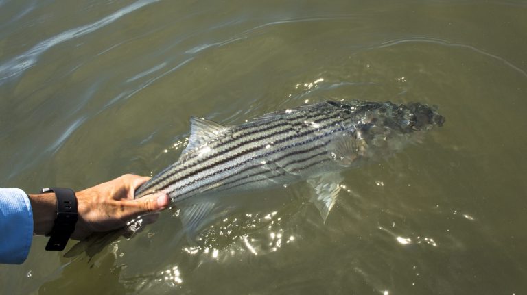 Bass Copy Scaled 1 768x431