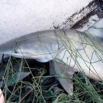 The Scoop on Scallops Carcharhinus Isodon In Net 150x150