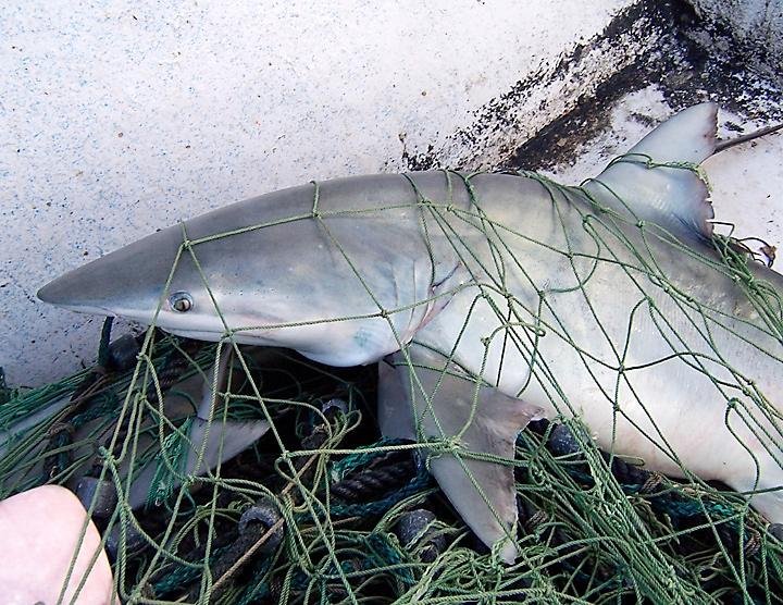 Carcharhinus Isodon In Net