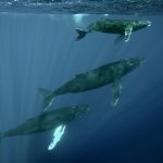 The Great Humpback Comeback! HIHWNMS Humpback Whales 49050996622 150x150