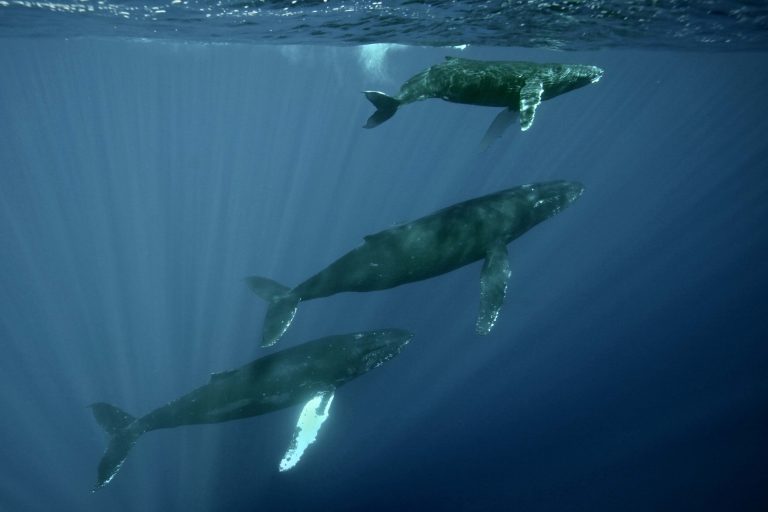 HIHWNMS Humpback Whales 49050996622 768x512
