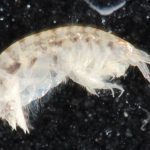 The Ins and Outs of Tides Leptocheirus Plumulosus SERC 07 31 14 14616463239 150x150