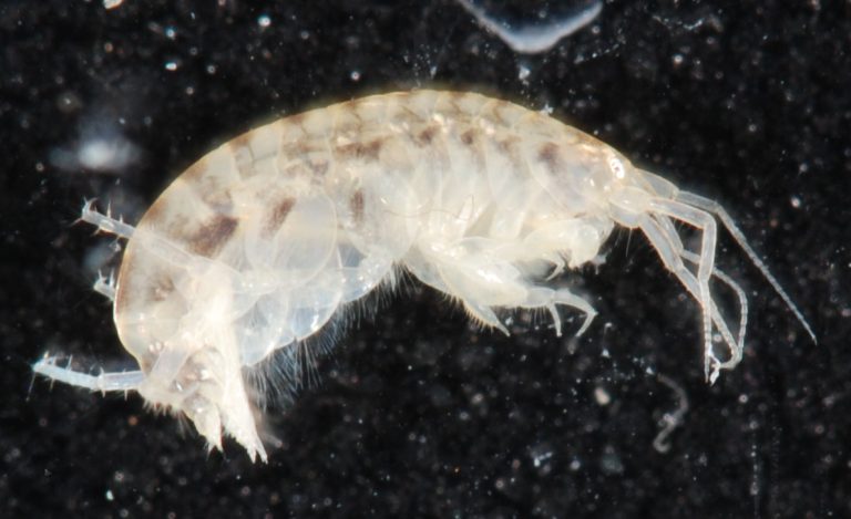 Leptocheirus Plumulosus SERC 07 31 14 14616463239 768x469
