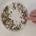 The Oyster Calculator: How Much Nitrogen Can You Sequester? PXL 20260514 181510641.RAW 01 E1780437495239 150x150