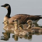 Lesser Canada Geese Female Bird With Brood Swimming In Water Branta Canadensis 150x150