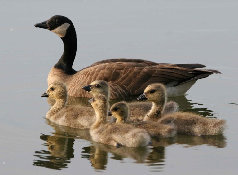 Lesser Canada Geese Female Bird With Brood Swimming In Water Branta Canadensis 768x565