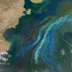 The Oyster Calculator: How Much Nitrogen Can You Sequester? New Research Uncovers 3 150x150