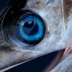 Swordfisheye 150x150