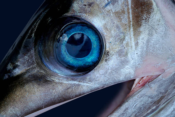 Swordfisheye
