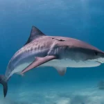 Tiger Shark 150x150