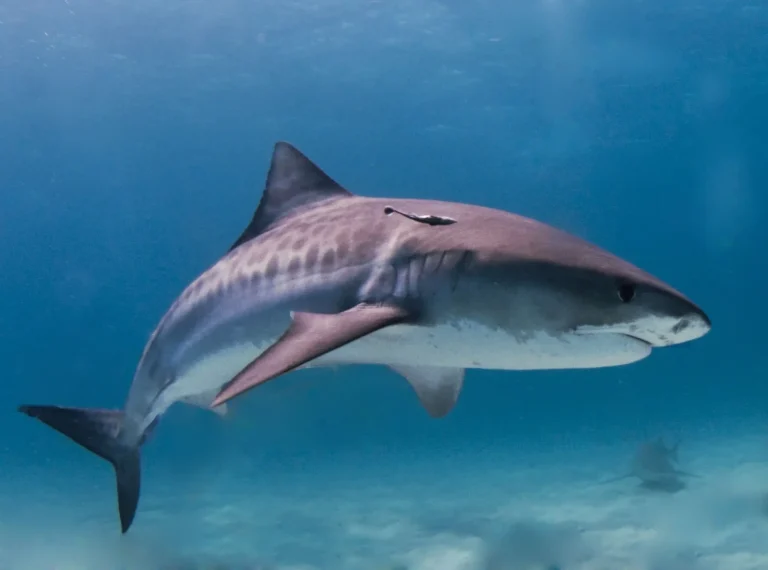 Tiger Shark 768x570